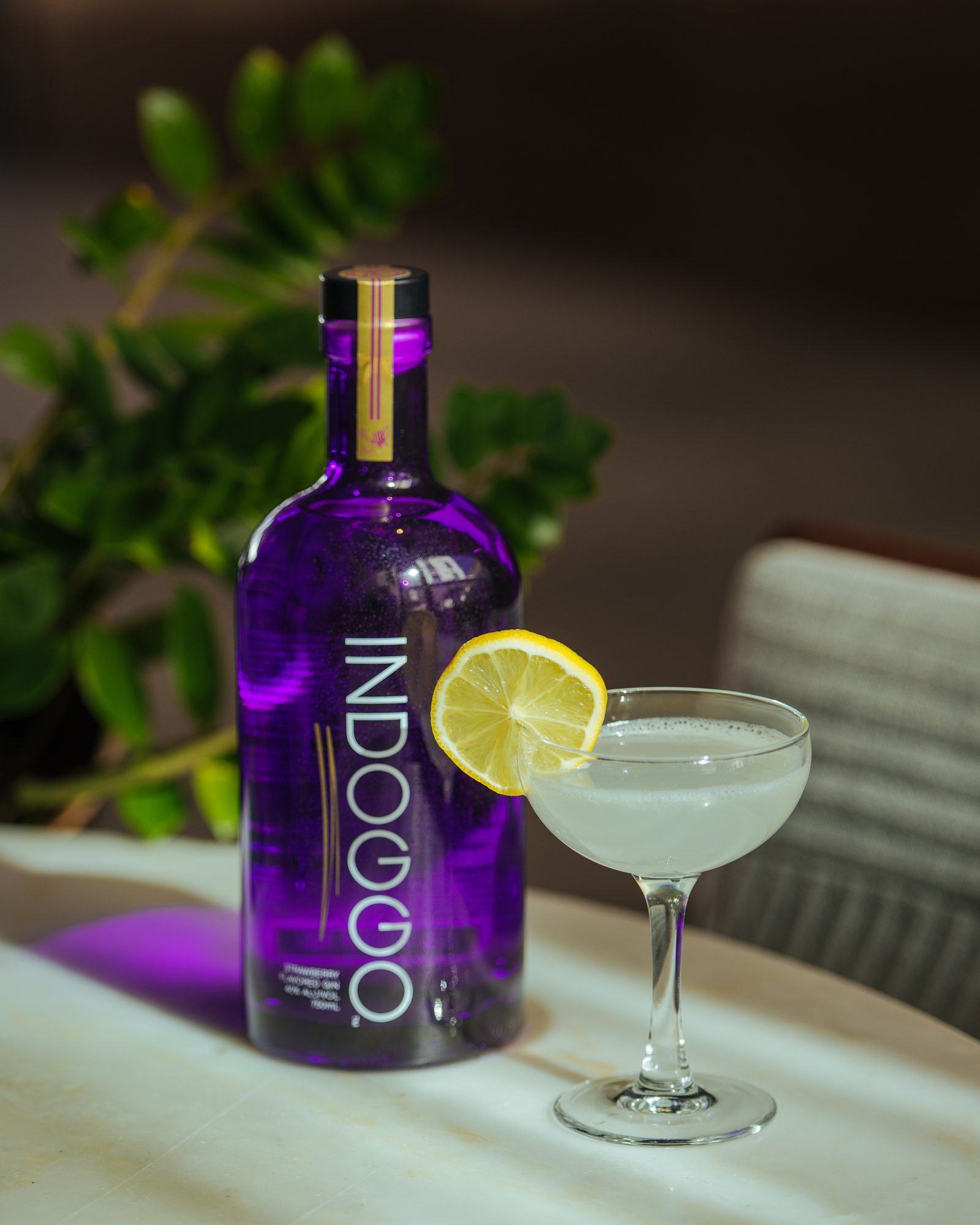 INDOGGO Gin bottle with a coupe serve beside planting